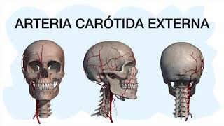 ARTERIA CARÓTIDA EXTERNA ✅ [upl. by Neffets]