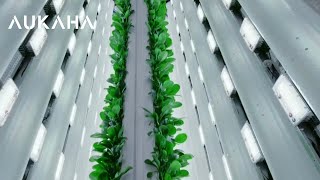 Waikato Tainui backs its own in vertical farming and mātauranga Māori first [upl. by Roscoe]