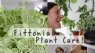 Fittonia Plant Care Tips amp Tricks  Fittonia Houseplant Care [upl. by Leumas]