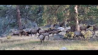 A Proper Critter Video Of Elk [upl. by Llehcor795]