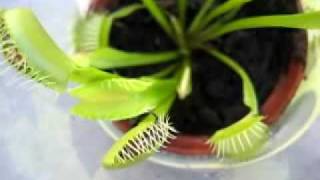 venus fly trap eating bee and bugs [upl. by Naima53]