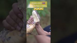 BIG KING COBRA IN thailand rare [upl. by Yoho]