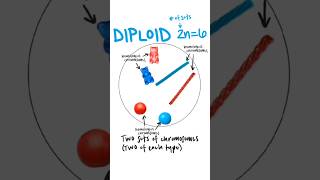 Ploidy  haploid n diploid 2n triploid 3n ploidy haploid diploid triploid [upl. by Attiuqal159]