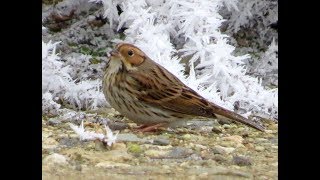 71 Strnad malinký Emberiza pusilla Little Bunting Zwergammer [upl. by Addiego236]