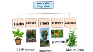 Herbs shrubs trees class 6th science [upl. by Gant]