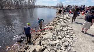 150 POUND STURGEON CAUGHT AND RELEASED 2024 IN WISCONSIN [upl. by Sedberry]