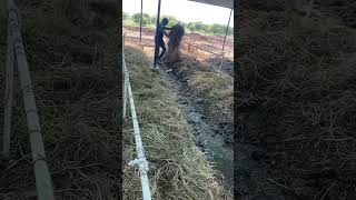 चावल की पराली से बेडो को ढका जा रहा है vermicompost farming vermiculture agriculture farmer [upl. by Andri856]