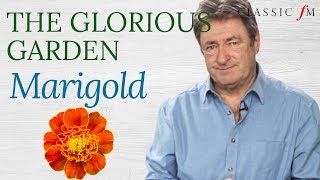 Marigold  The Glorious Garden  Classic FM [upl. by Parker]