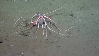 Brittle Star Food Fight [upl. by Steffie]