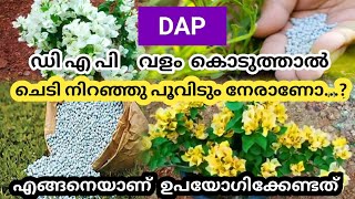 DAP വളം കൊടുത്താൽ ചെടി നിറയെ പൂവിടും നേരാണോ എങ്ങിനെയാണ് ഉപയോഗിക്കേണ്ടത് [upl. by Nosraep]