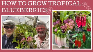 How to Grow Tropical Blueberries a rare group of plants with fabulous flowers amp edible fruit [upl. by Eelarac]