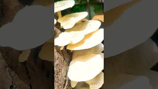 kerala trending oyster mushroom pleurotus species [upl. by Ardnod]