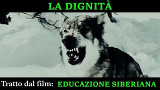 EDUCAZIONE SIBERIANA  LA DIGNITA DEL LUPO CAPO BRANCO [upl. by Nohj]