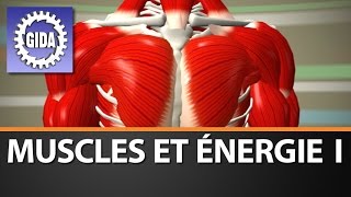 Trailer  Muscles et énergie I  Schulfilm [upl. by Nalim175]