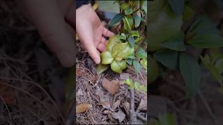 Camellia leaf gall harvesting  Enjoy beautiful nature with rural life shorts ytshorts farming [upl. by Ayim473]