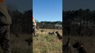 Hunting wirehaired pointing griffon helps flush bobwhite quail wirehairedpointinggriffon [upl. by Jelle]