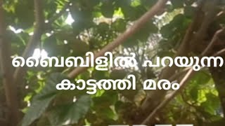 FIG TREE  അത്തി മരം [upl. by Yojal]