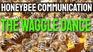 Honeybee Waggle Dance [upl. by Ahsienahs42]