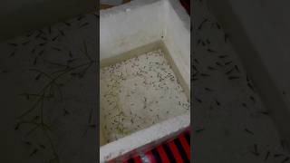 Machli k bache gayab hogaye 🥺 mollyfish mollybaby petsvlog aquarium fishtankvlog guppylover [upl. by Itoc]