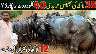 dairy farm business for beginners  buffalo mandi 2024  nili ravi buffalo [upl. by Krever]