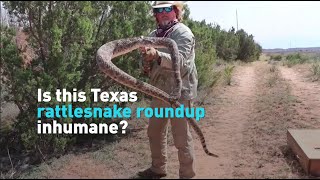 Is this Texas rattlesnake roundup inhumane [upl. by Ahtekahs246]