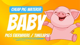 We have little pigs cheap pig water and piggy time lapse [upl. by Nauqas951]