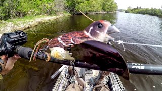 Fishing A Bird Lure For River MONSTERS [upl. by Acimak39]