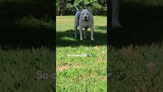 Cicada Season Louies favorite 😍 subscribe funnydog viral puppy amercianbully [upl. by Anibur]