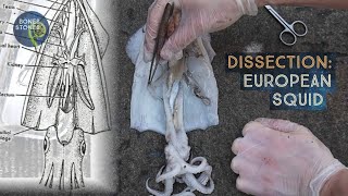 Dissection European Squid [upl. by Alimak]