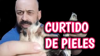 Curtido de pieles como preparar la piel para curtido tanning [upl. by Bowman]