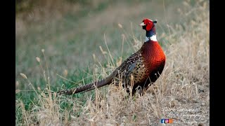 Pheasant Hunting in Connecticut USA Catch Clean amp Cook [upl. by Rianna]