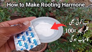 How to make rooting hormone at home  Make easy and free [upl. by Heidie]