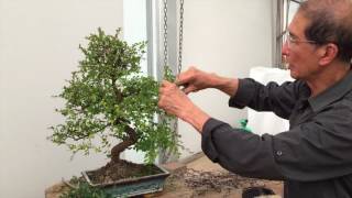 How to Prune a Chinese Elm Bonsai Tree EASY  Peter Chan [upl. by Adnoryt]