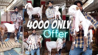 The Oldest Hyderabadi Goats Allahrakha amp Janasheen Top Breed Line Gulabi Kids [upl. by Raseac14]