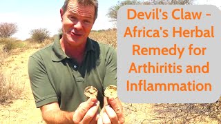 Devil’s Claw  Africa’s Herbal Remedy for Arthritis and Inflammation [upl. by Stead]