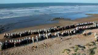 MarseilleProvence 2013  TransHumance [upl. by Ylrac757]