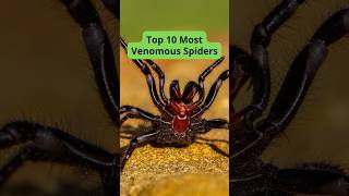 Top 10 Most Venomous Spiders [upl. by Yregerg]