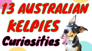 ✅❤️▶▶▶▶ 👣 KELPIE INFORMATION  Kelpie Playing  Kelpies Australia 🏆🎁✅ [upl. by Samson]