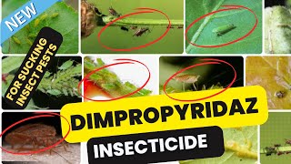 Dimpropyridaz Insecticide Effective Control of Sucking Pests in Crops [upl. by Shannon]