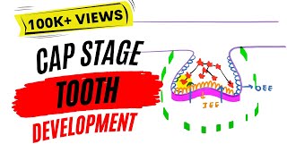 Development of tooth  Cap stage [upl. by Yrred363]