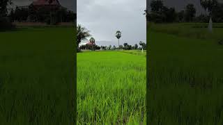 Rice field cambodiancountrysideview [upl. by Marrin]