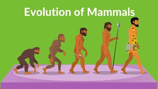 Evolution of Mammals  How did Mammals Evolved  Video for kids [upl. by Yderf]