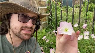 Learn all about evening primrose [upl. by Landel]