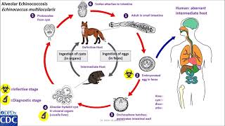 Echinococcus multilocularis life cycle [upl. by Caryn]