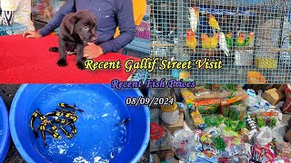 Recent Galiff Street Pet Market Visit  Recent Aquarium Fish Price Update [upl. by Esinet]