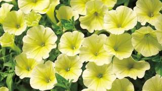 Production Tips for Growers Surfinia Petunias [upl. by Wye]