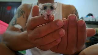 PLAYING WITH MY DORMOUSETUPAI MINIAFRICAN PYGMY DORMOUSE睡鼠 [upl. by Drarej329]