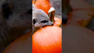 Meerkats in Pumpkins animals meerkats fyp viral halloween spooky october [upl. by Gardal]