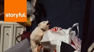 Archer the Arctic Fox Has Contagious Giggle Storyful Animals [upl. by Antebi]