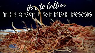 How to Culture Live Blackworms  Best Live Food for Adult Fish [upl. by Cohn440]